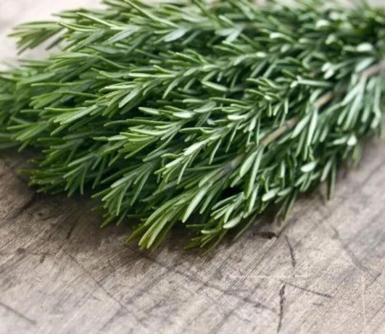 Organic Rosemary 'Tuscan Blue' Live Starter Plant - Herb - Image 2