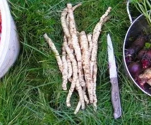 Organic Skirret Starter Plant - Sium sisarum - Easy Root Vegetable - Image 2