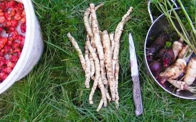 Organic Skirret Starter Plant - Sium sisarum - Easy Root Vegetable - Image 2