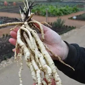 Organic Skirret Starter Plant - Sium sisarum - Easy Root Vegetable - Image 3