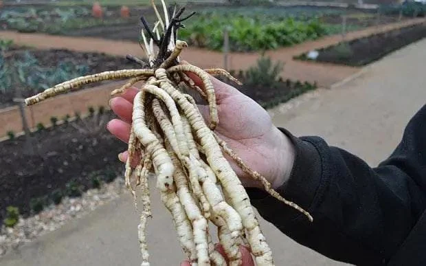 Organic Skirret Starter Plant - Sium sisarum - Easy Root Vegetable - Image 3