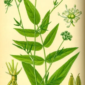 Organic Skirret Starter Plant - Sium sisarum - Easy Root Vegetable - Image 1