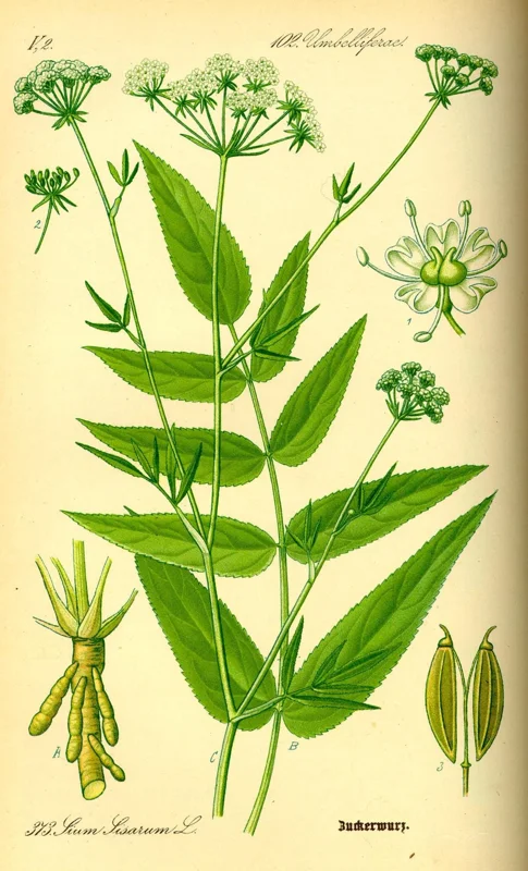 Organic Skirret Starter Plant - Sium sisarum - Easy Root Vegetable - Image 1