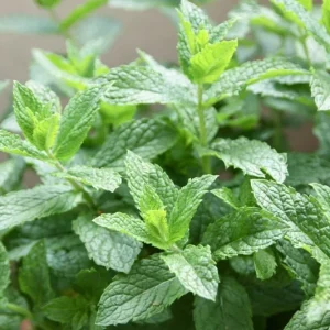 Organic Spearmint Live Plant - Herb Garden Starter - Mentha spicata - Image 2