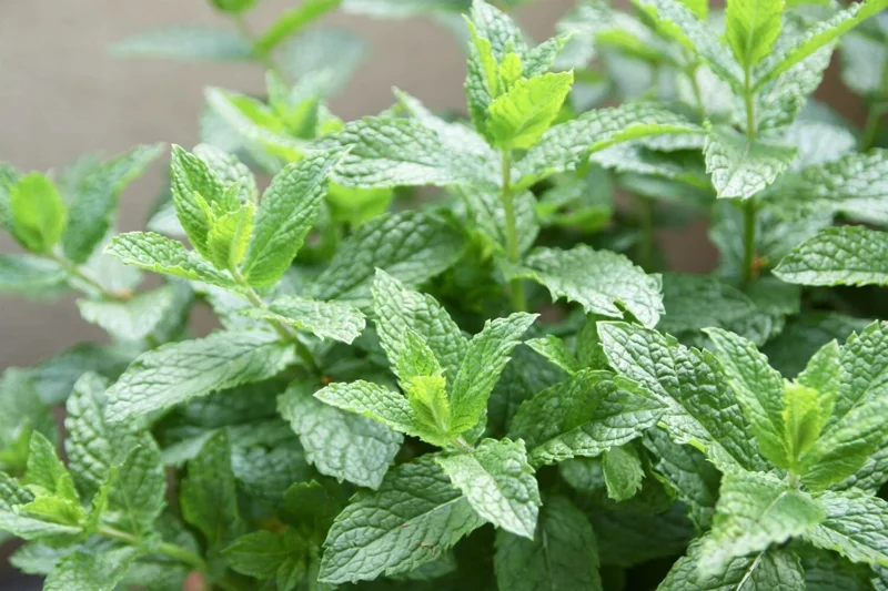 Organic Spearmint Live Plant - Herb Garden Starter - Mentha spicata - Image 2