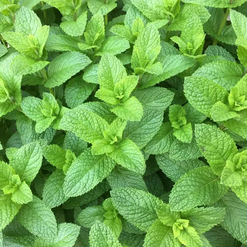 Organic Spearmint Live Plant - Herb Garden Starter - Mentha spicata - Image 3