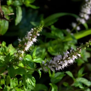 Organic Spearmint Live Plant - Herb Garden Starter - Mentha spicata - Image 4