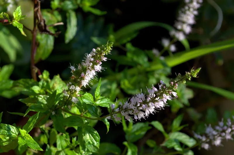 Organic Spearmint Live Plant - Herb Garden Starter - Mentha spicata - Image 4