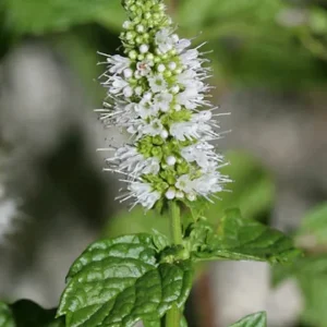 Organic Spearmint Live Plant - Herb Garden Starter - Mentha spicata - Image 5