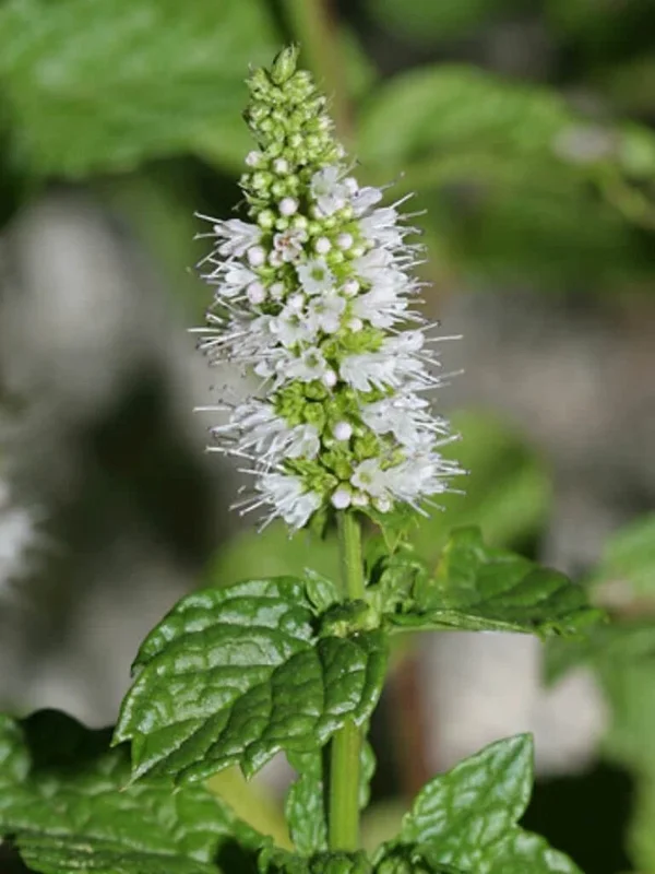 Organic Spearmint Live Plant - Herb Garden Starter - Mentha spicata - Image 5