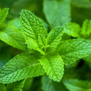 Organic Spearmint Live Plant - Herb Garden Starter - Mentha spicata - Image 1