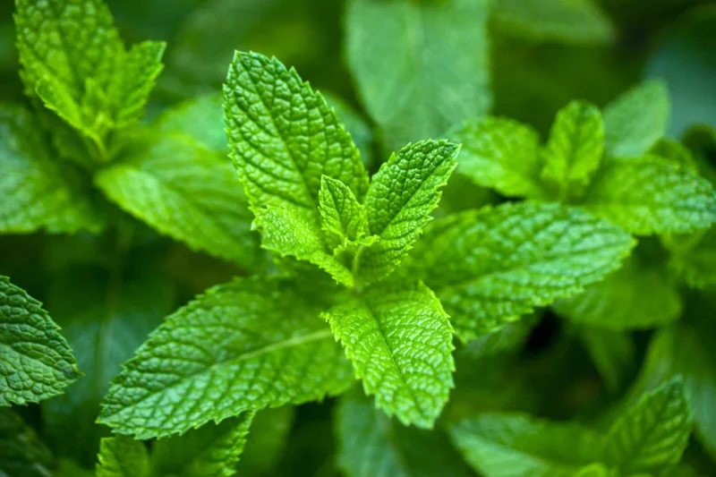 Organic Spearmint Live Plant - Herb Garden Starter - Mentha spicata - Image 1
