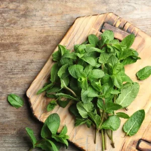 Organic Spearmint Live Plant - Herb Garden Starter - Mentha spicata - Image 6