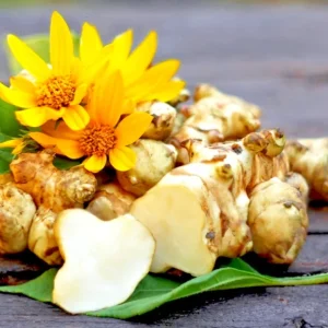 Organic Sunchoke Tubers - Jerusalem Artichoke for Planting - 1 Tuber - Image 2