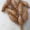 Organic Sunchoke Tubers - Jerusalem Artichoke for Planting - 1 Tuber - Image 1