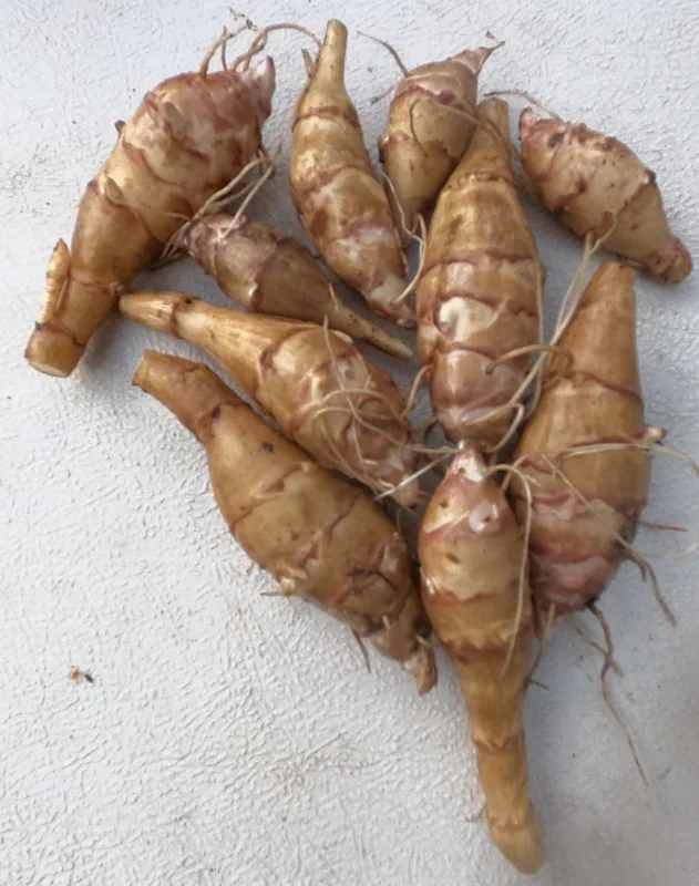 Organic Sunchoke Tubers - Jerusalem Artichoke - Set 3 Tubers - Image 2