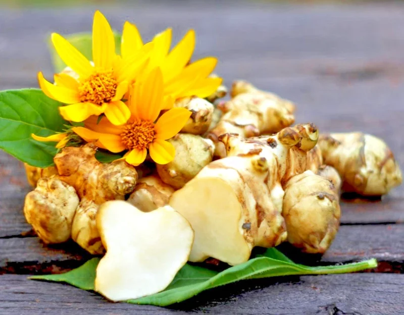 Organic Sunchoke Tubers - Jerusalem Artichoke - Set 3 Tubers - Image 3