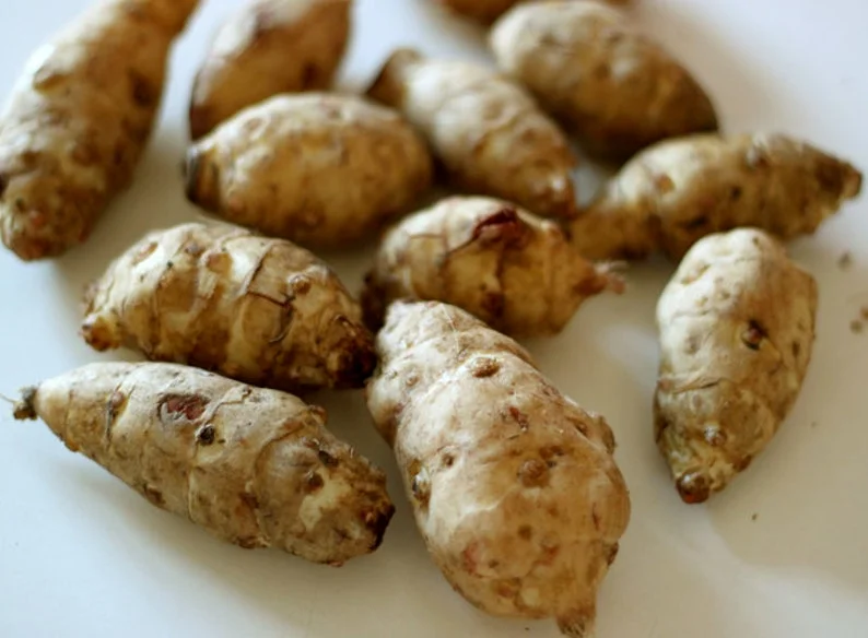 Organic Sunchoke Tubers - Jerusalem Artichoke - Set 3 Tubers - Image 4