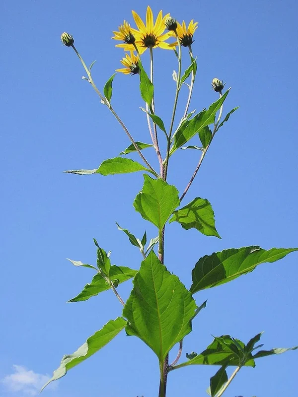 Organic Sunchoke Tubers - Jerusalem Artichoke - Set 3 Tubers - Image 6
