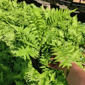 Ostrich Fern Matteuccia struthiopteris Live Plant – 5.25