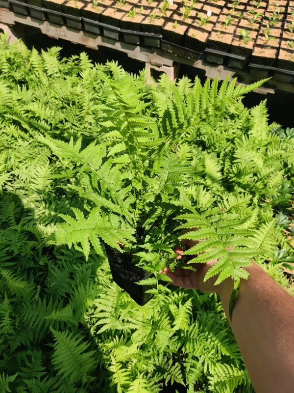 Ostrich Fern Matteuccia struthiopteris Live Plant – 5.25" Pot – Outdoor Perennial Fern - Image 2