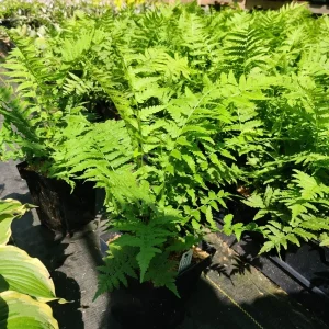 Ostrich Fern Matteuccia struthiopteris Live Plant – 5.25