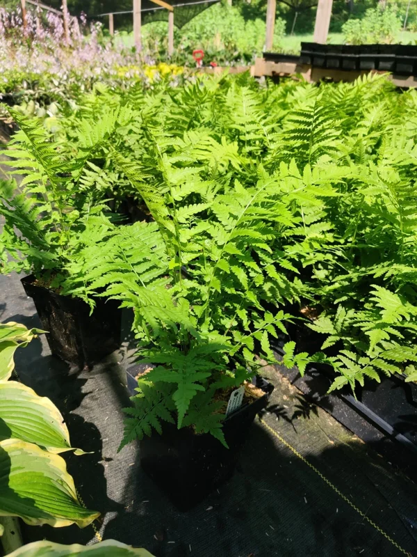 Ostrich Fern Matteuccia struthiopteris Live Plant – 5.25" Pot – Outdoor Perennial Fern - Image 1