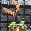 Ox Tongue Gasteria Glomerata Succulent Live Plant - Easy Care Houseplant - Image 1