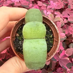 Ox Tongue Gasteria Glomerata Succulent Live Plant - Easy Care Houseplant - Image 2
