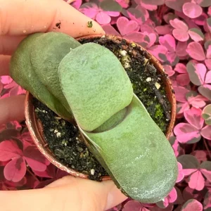 Ox Tongue Gasteria Glomerata Succulent Live Plant - Easy Care Houseplant - Image 3