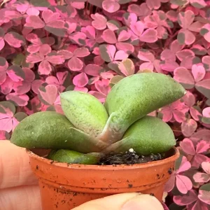 Ox Tongue Gasteria Glomerata Succulent Live Plant - Easy Care Houseplant - Image 4