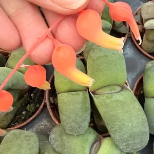 Ox Tongue Gasteria Glomerata Succulent Live Plant - Easy Care Houseplant - Image 5