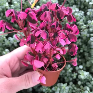 Oxalis Plum Crazy Live Plant – 3 Pack – Potted Houseplant – Indoor/Outdoor - Image 2