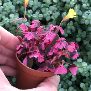 Oxalis Plum Crazy Live Plant – 3 Pack – Potted Houseplant – Indoor/Outdoor - Image 3