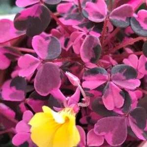 Oxalis Plum Crazy Live Plant – 3 Pack – Potted Houseplant – Indoor/Outdoor - Image 1