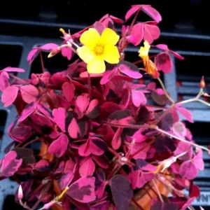 Oxalis Plum Crazy Live Plant – Vibrant Purple Shamrock – Indoor/Outdoor Foliage - Image 2