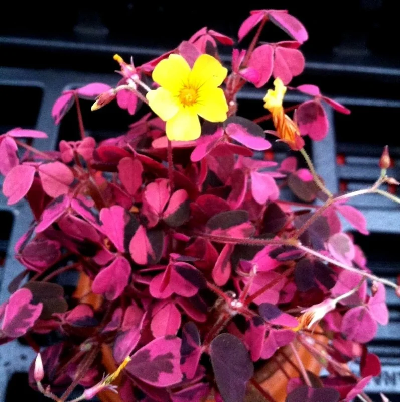Oxalis Plum Crazy Live Plant – Vibrant Purple Shamrock – Indoor/Outdoor Foliage - Image 2