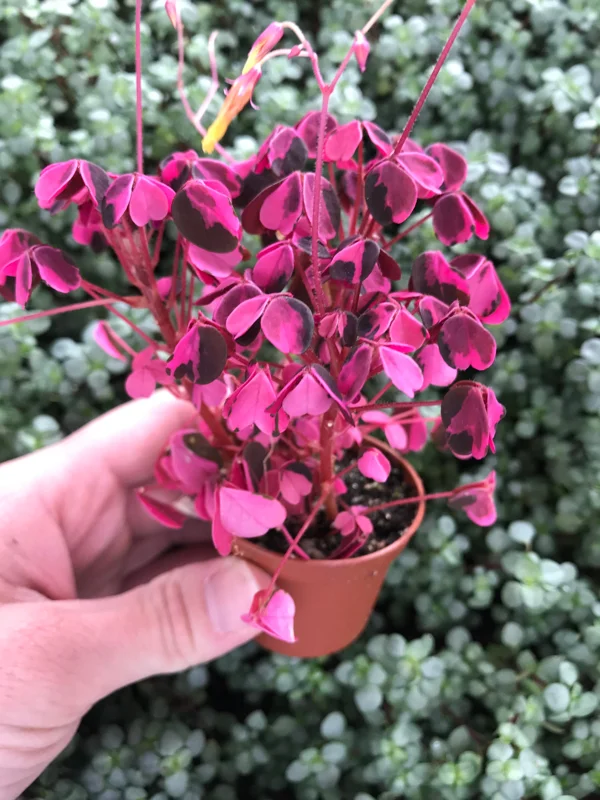 Oxalis Plum Crazy Live Plant – Vibrant Purple Shamrock – Indoor/Outdoor Foliage - Image 3