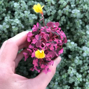 Oxalis Plum Crazy Live Plant – Vibrant Purple Shamrock – Indoor/Outdoor Foliage - Image 4
