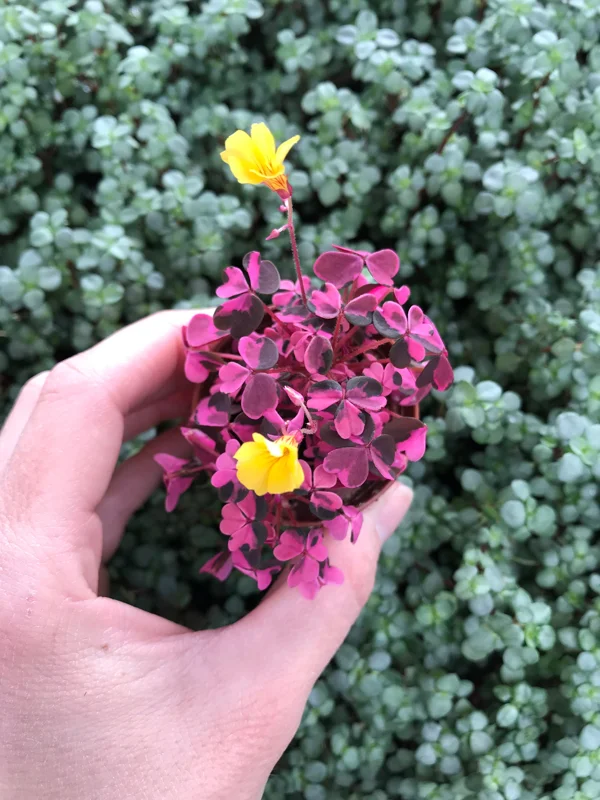 Oxalis Plum Crazy Live Plant – Vibrant Purple Shamrock – Indoor/Outdoor Foliage - Image 4