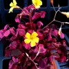 Oxalis Plum Crazy Live Plant – Vibrant Purple Shamrock – Indoor/Outdoor Foliage - Image 1