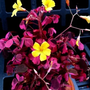 Oxalis Plum Crazy Live Plant – Vibrant Purple Shamrock – Indoor/Outdoor Foliage - Image 1