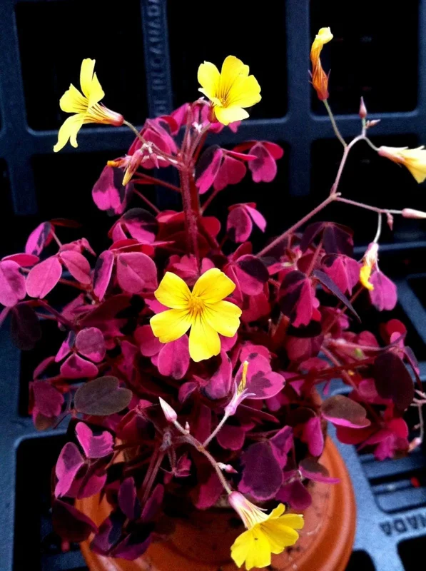 Oxalis Plum Crazy Live Plant – Vibrant Purple Shamrock – Indoor/Outdoor Foliage - Image 1