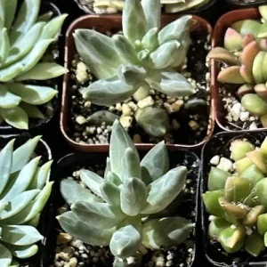 Pachyphytum Compactum Little Jewel Succulent Live Plant 2 inch Pot Blue Green Purple - Image 2