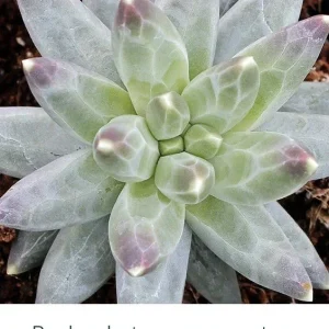 Pachyphytum Compactum Little Jewel Succulent Live Plant 2 inch Pot Blue Green Purple - Image 1