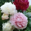 Paeonia Peony Cali White & Pink Mix 3 Live Bare Root Flower Plants - Image 1