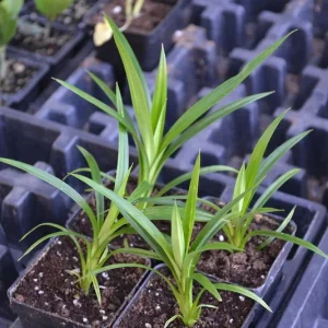 Pandanus amaryllifolius Live Plant – Pandan Leaf – Asian Cooking Herb - Image 2