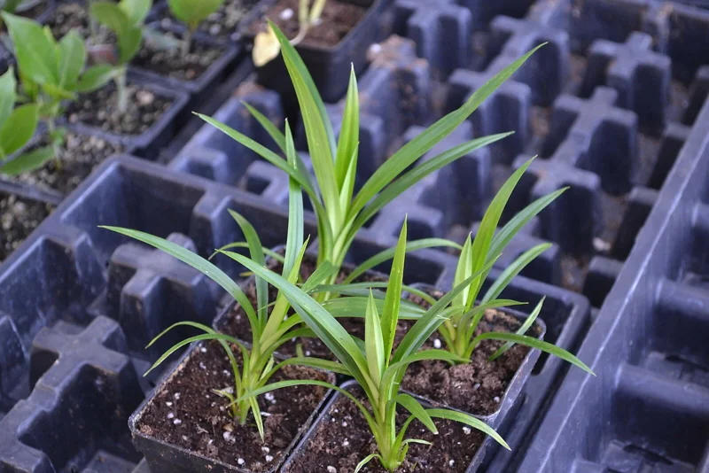 Pandanus amaryllifolius Live Plant – Pandan Leaf – Asian Cooking Herb - Image 2