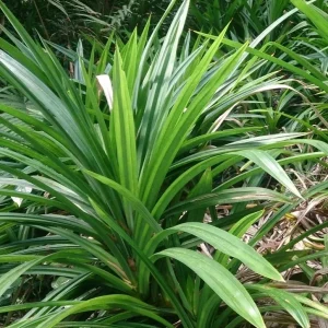 Pandanus amaryllifolius Live Plant – Pandan Leaf – Asian Cooking Herb - Image 1