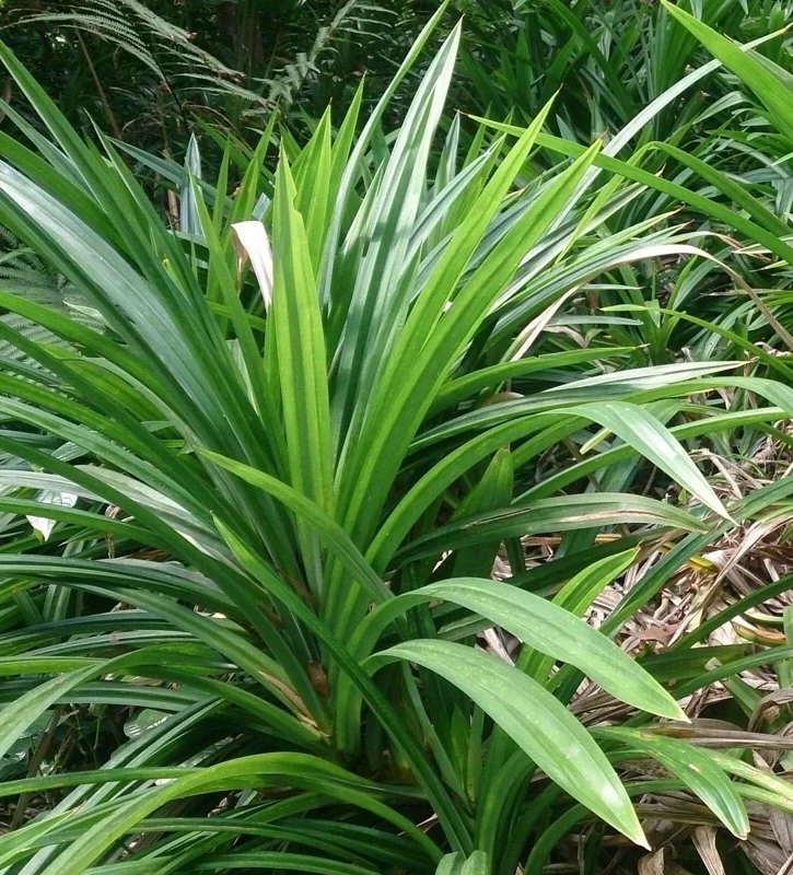 Pandanus amaryllifolius Live Plant – Pandan Leaf – Asian Cooking Herb - Image 1